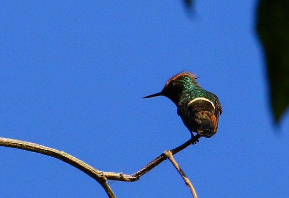 Short-crested Coquette.....