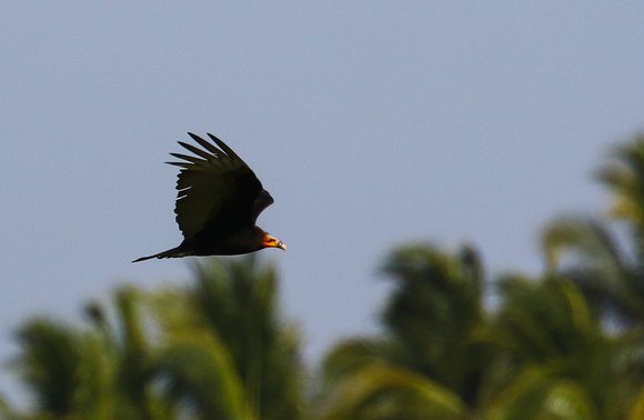 Lesser Yellow-headed Vulture...