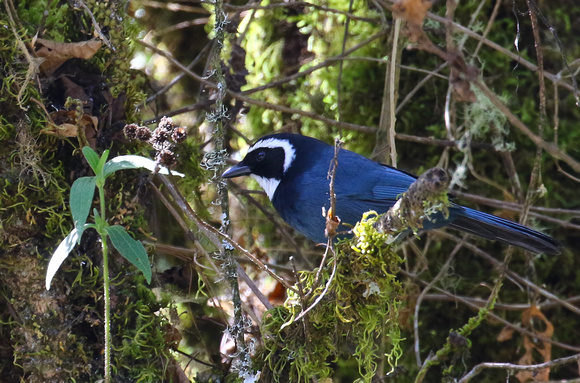 The stunning White-throated Jay.