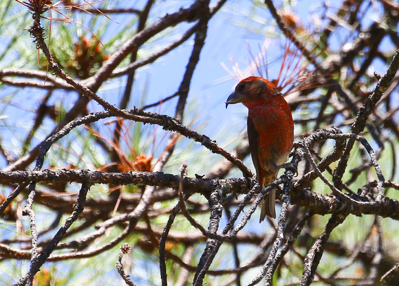 Red Crossbill , male....