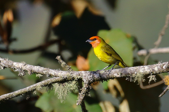 The endemic Red-headed Tanager (male).