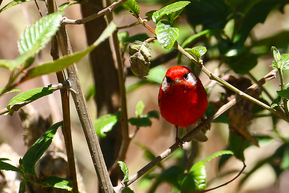 The outrageous Red Warbler !