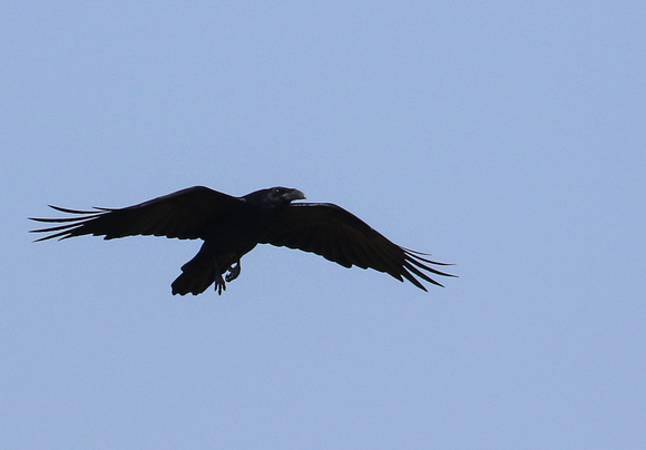 Northern Raven.....