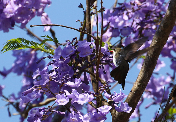 Violet-crowned Hummingbird.....