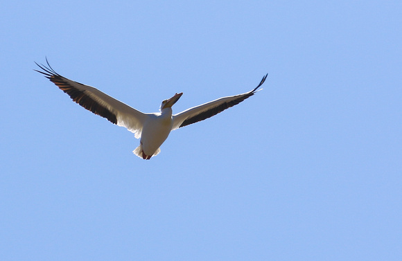 American White Pelican.