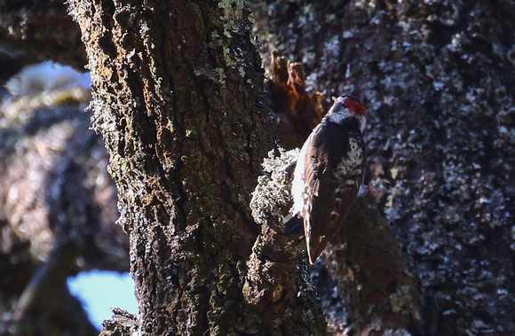Strickland's Woodpecker...