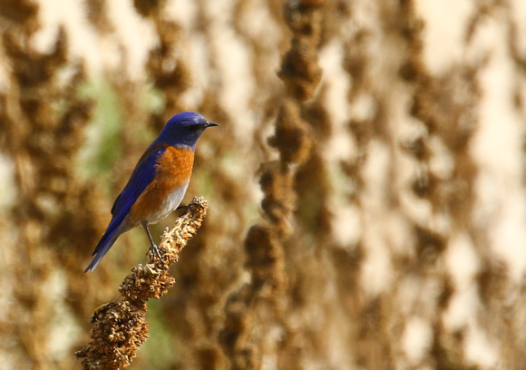 Western Bluebird ( male).