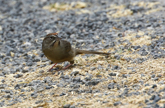 Rufous-crowned Sparrow.