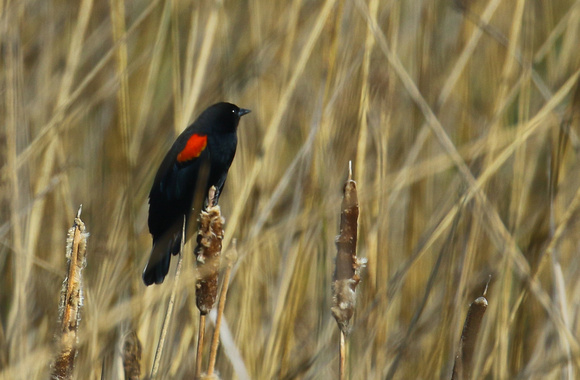 Mexican Bi-coloured Blackbird....