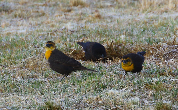 Yellow-headed Blackbirds...with frost!