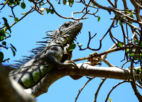 Mexican Spiny-tailed Iguana.
