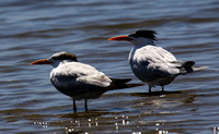 Royal Terns