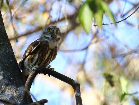 Ferruginous Pygmy-owl.