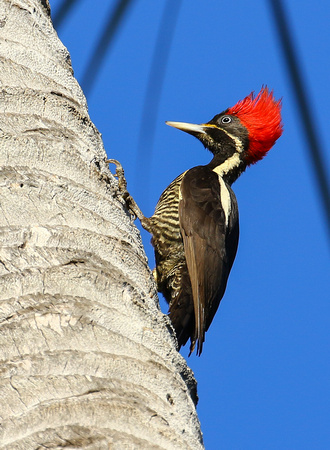 Lineated Woodpecker ( female).
