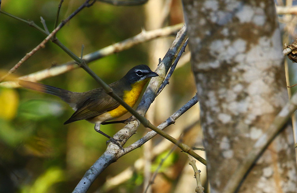 The surprisingly skulking Yellow-breasted Chat.