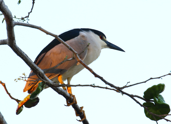 An early morning Black-crowned Night-heron.