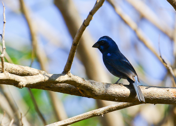 The endemic Blue Bunting.