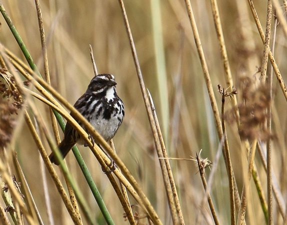 Song Sparrow...in reeds this time.