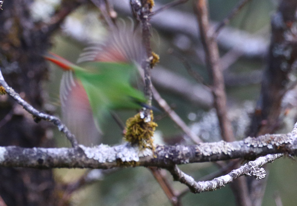 The usual view of a  Fire-tailed Myzornis.....