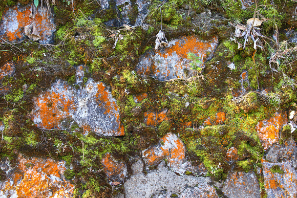 Lichens and mosses.