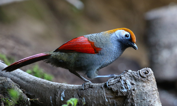 The outlandish Red-tailed Laughing Thrush
