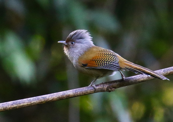 Rusty-fronted Barwing.
