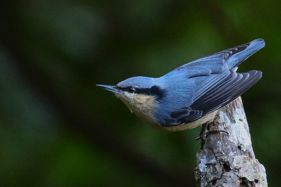 Chestnut-vented  Nuthatch.