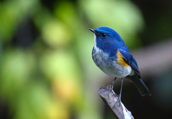 Another  lovely Bluetail !