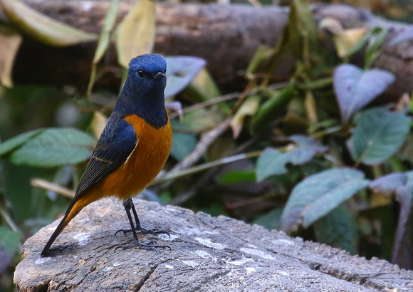 Blue-fronted Redstart...male.