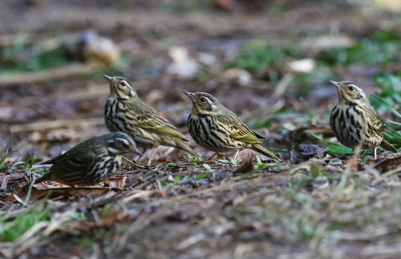 Olive-backed Pipits were  everywhere.
