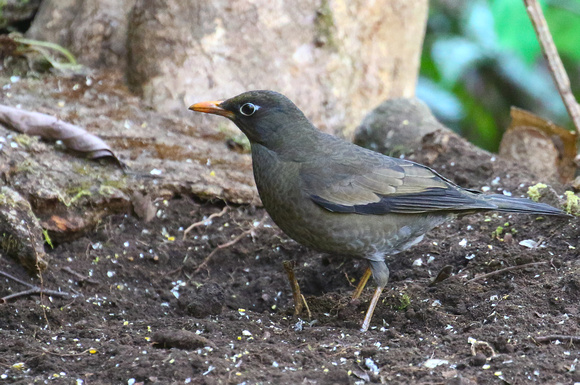 Grey-winged Blackbird....1st year male.