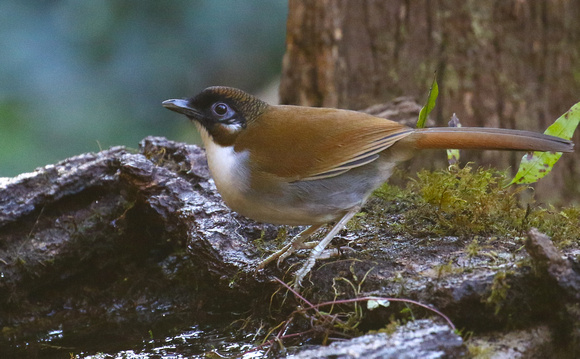 Grey-sided Laughing Thrush again.