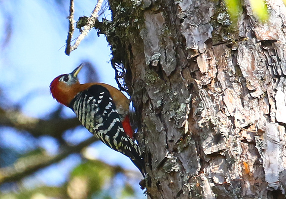 Rufous-bellied Woodpecker