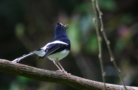The Forktail calling !