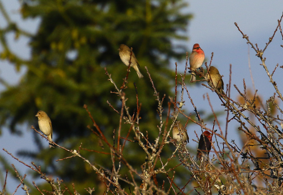 Common Rosefinches