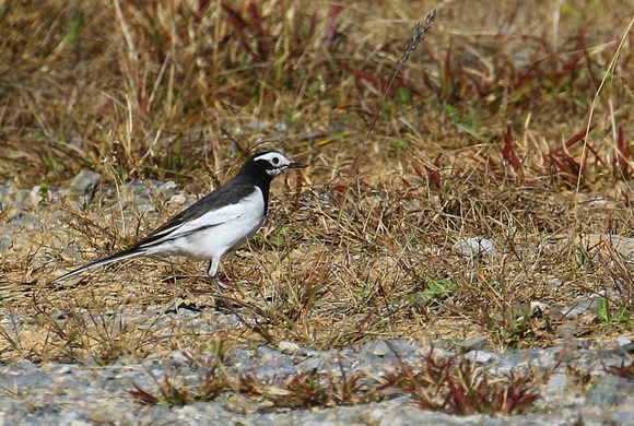 White Wagtail.....race alboides.