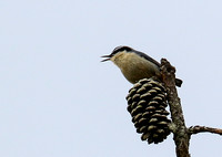 Another Yunnan Nuthatch  giving  it all it's got !