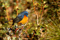 Blue-fronted Redstart ( male).