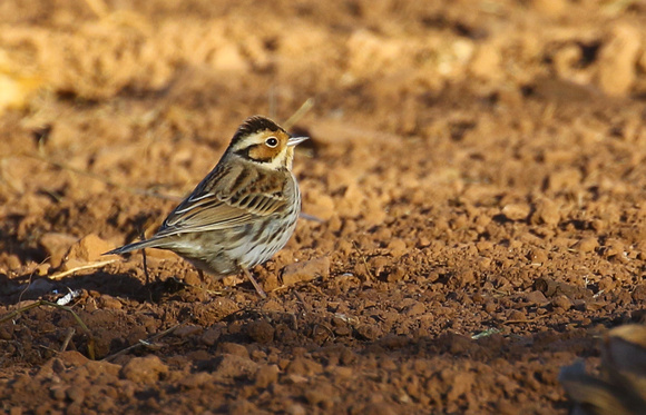 Little Bunting.
