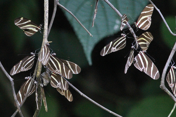 A roost of Zebra Heliconians (Heliconius charithonia