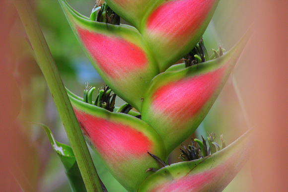 A Heliconia , probably rostrata.