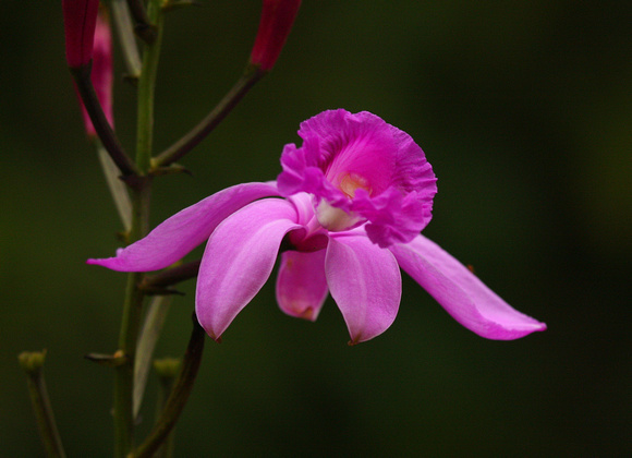 Orchid sp.