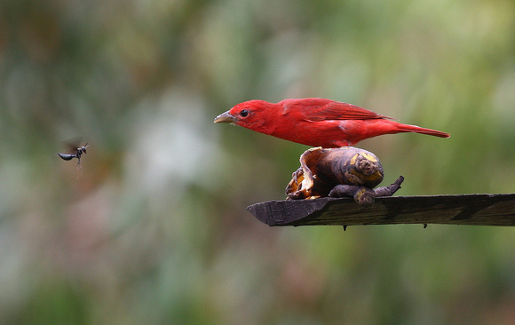 Summer Tanager ( male) + Insect (sp.)!!