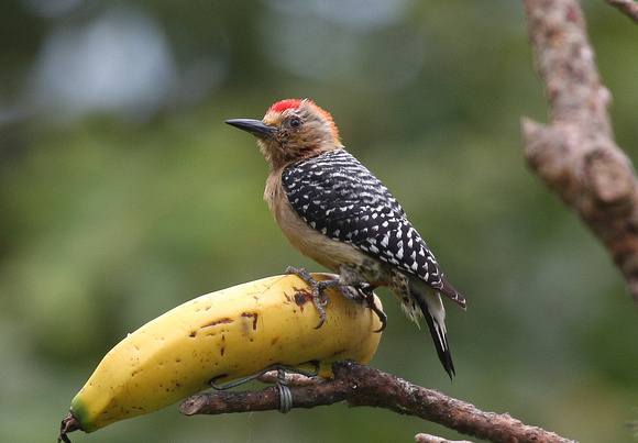 Red-crowned Woodpecker.