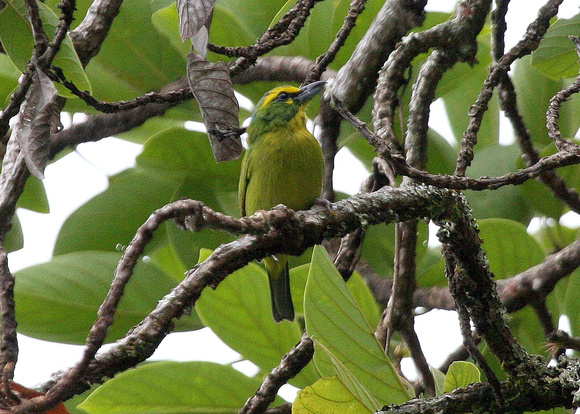 The infrequently photographed ( and rather smart ) Yellow-browed Shrike-vireo.