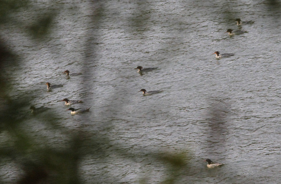 Small flock of Scaly-sided ( or Chinese) Mergansers.