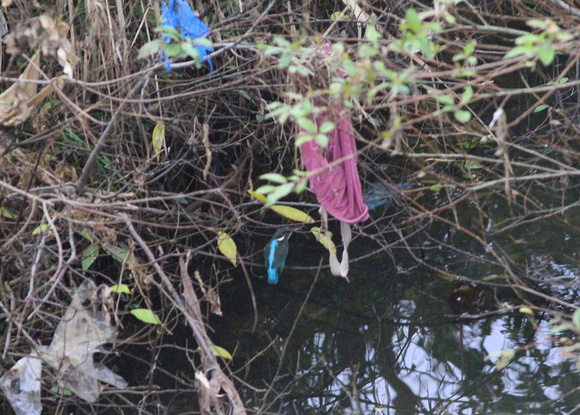 Spot the Kingfisher amongst the flood  debris.