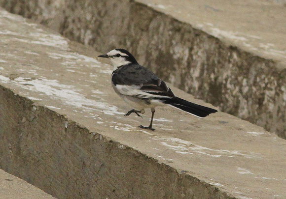 White wagtail ( race 'lugens'..formerly Black-backed Wagtail).