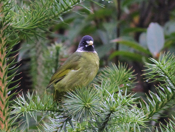 Collared Finchbill....they look rather like Xmas tree decorations.