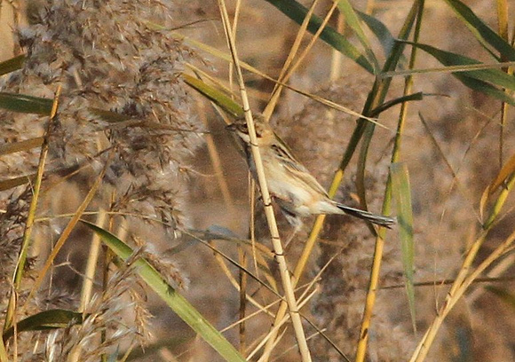 Japanese Reed Bunting....probably !